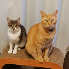 モカビスケット　mocha biscuit