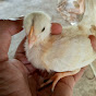 Nabeel's Poultry Farm logo