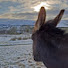 wVnVmT2sOxc-channel-avatar-Donkey