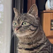 ミコ 実家で一人暮らしをしていた老猫の日記