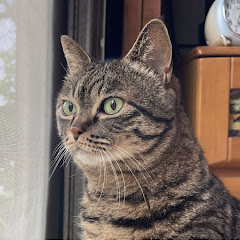 ミコ 実家で一人暮らしをしている老猫の日記アイコン画像