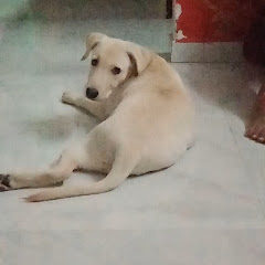 @__#chivu Labrador dog avatar