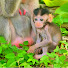 rgcdeuhEUrg-channel-avatar-Monkey Releaser