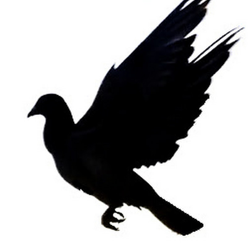 Homing Pigeon Races