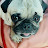 잘생긴 퍼그 Handsome Pug