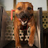 cB7oTvDsHGs-channel-avatar-trickyterriers