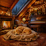 7NLuH3lk2F4-channel-avatar-Sleepy Pup Haven