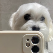 체리콩