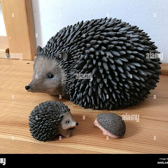 Wildlife