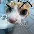 lkE0_fCrW9g-channel-avatar-Little Bean