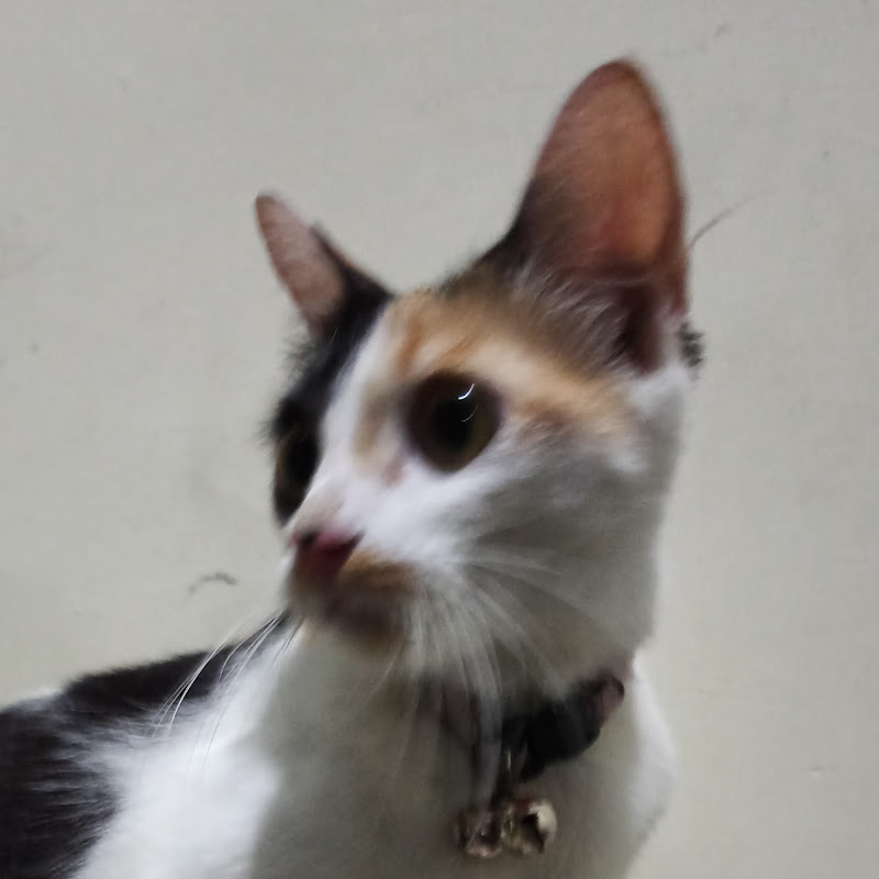 SUSU JAHE KEJU