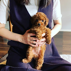 トイプードルのねるちゃんねるアイコン画像