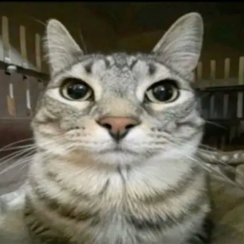 Lock in Cat