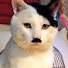 ecX0zcwukv8-channel-avatar-Austrian Cat