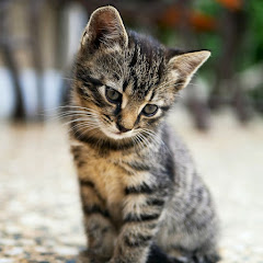 Pet Charmers