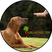 Dublin Shelter 