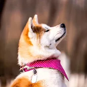 のぞみちゃんねる