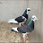 @Dhiman.pigeons