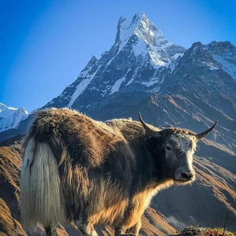 Above the Himalaya Trekking