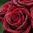 @زهرةالياسمين-خ1ذ3غ