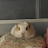 @quokkain-g6q6c