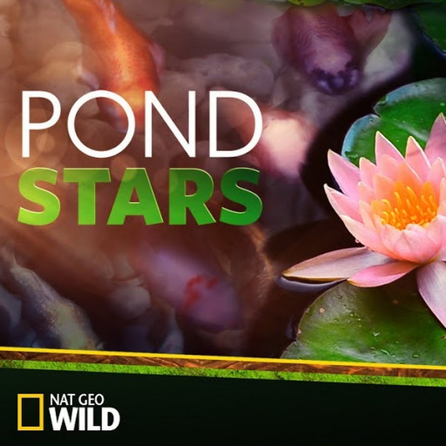 Pond Stars YouTube