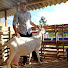 qv7JfqwyoAQ-channel-avatar-Capril Gomes Cabras leiteiras