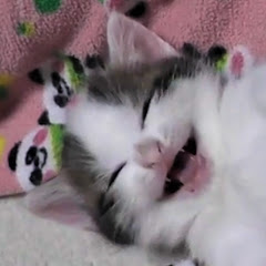 ひのきネコ備忘録