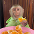 l-VCmYfCFlE-channel-avatar-Monkey Jessi Back