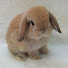 cut1WEVzUZ0-channel-avatar-BunnyCloud9