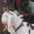 itR8BTNiJBQ-channel-avatar-Md haji goat farm