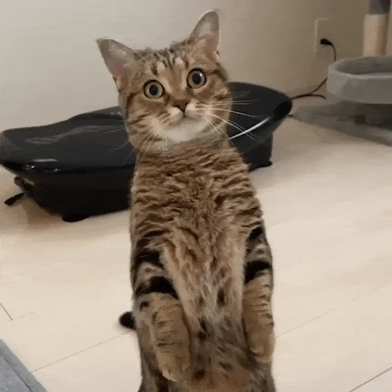 bq3Htj4vOpKYBFLjtBUQxOor9IQIJH0uToFkHAxY