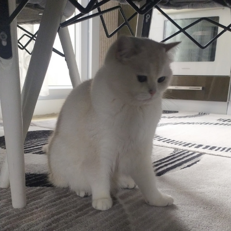 LABUBU kanaliii♥️