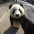 Fl65FBbYQz4-channel-avatar-panda Vlog 