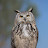 @bigeagleowl