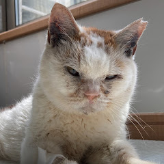 保護ねこ広場にゃん福゜チャンネル