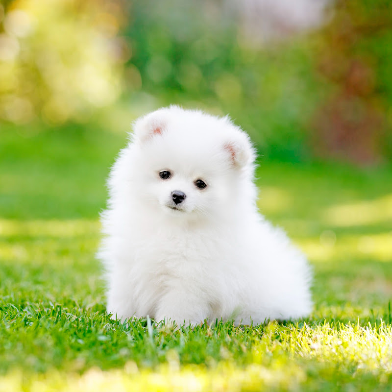 Cute Dogs icon