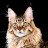 @murdermittens-j3v