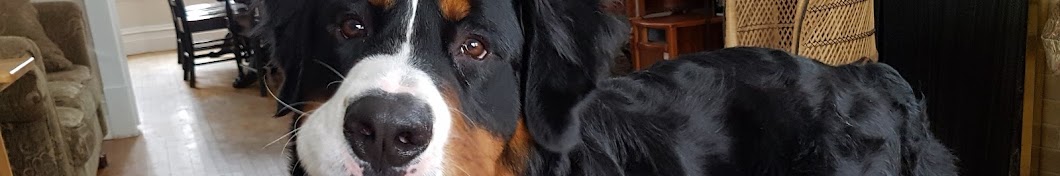 Max our Bernese Mountain Dog رمز قناة اليوتيوب