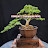 Bonsai - Tanaman Hias