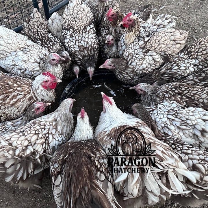 Post from Paragon Ridge Ranch