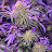 @superchron