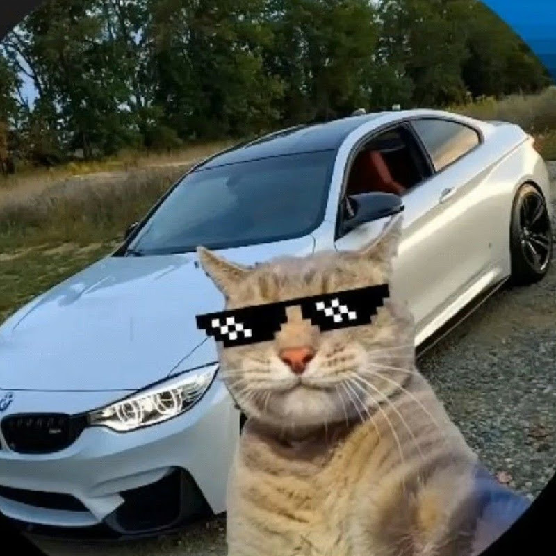CatBeast