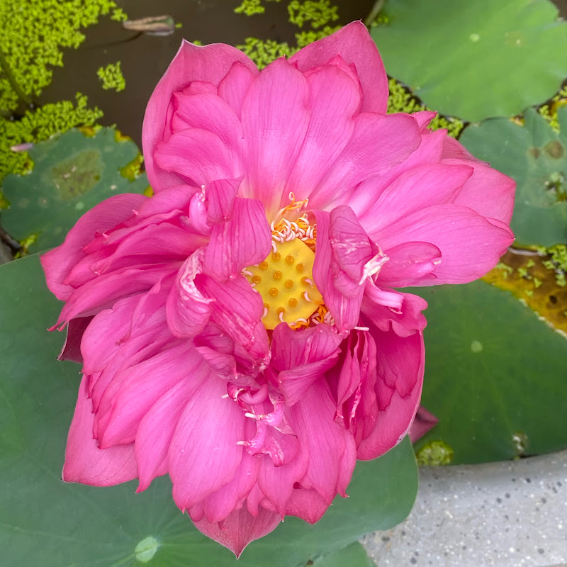 Cạp Móc Karaoke®