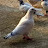 Ajahar pigeon lovers