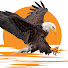 SM8QW5wrXGA-channel-avatar-Soaring Eagle - DIY 