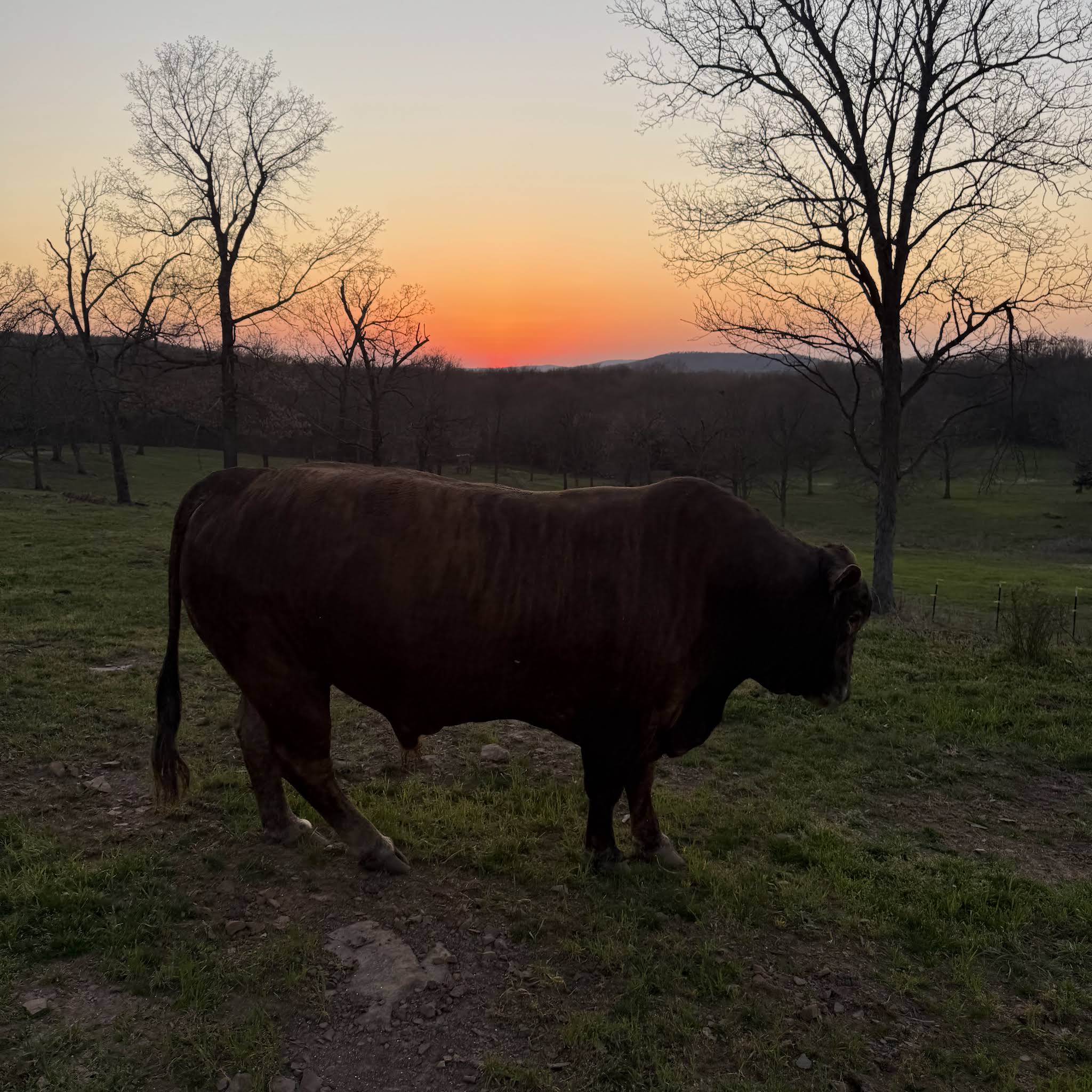 Post from Rufus The Bull