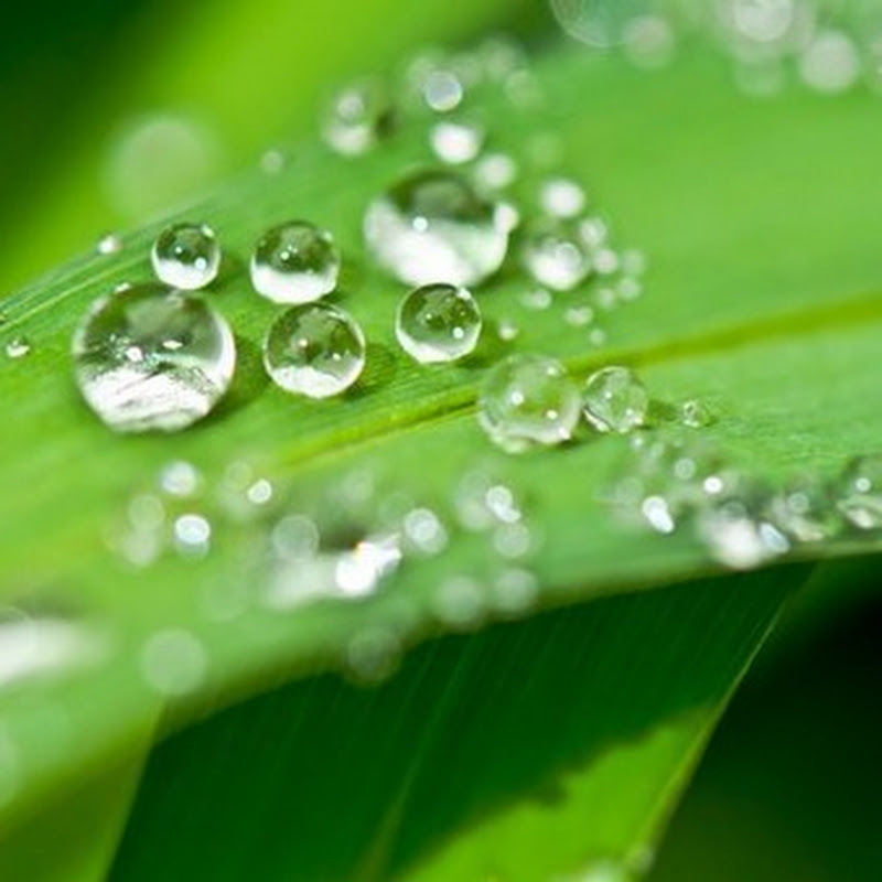 Green Wellness for LONGEVITY