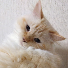 ryosunちゃんねる