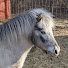 o0E9cCJ44EI-channel-avatar-Equine Explained